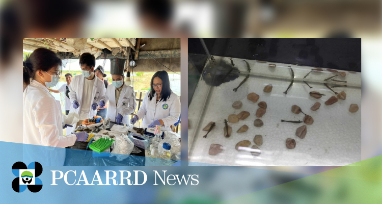 Antiviral protection for shrimp initiated using RNA interference